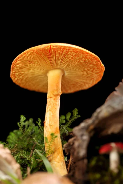 潮湿潮湿的绿色苔藓森林地面上的橙色和黄色蘑菇 被隔离在黑暗中 — 图库照片
