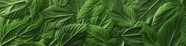 Leuchtend Grüne Blätter Die Flach Für Einen Natur Oder Umwelthintergrund — Stockfoto