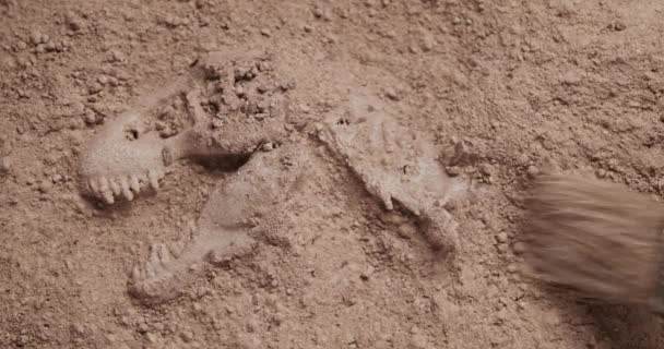 用刷子刷出恐龙化石 — 图库视频影像