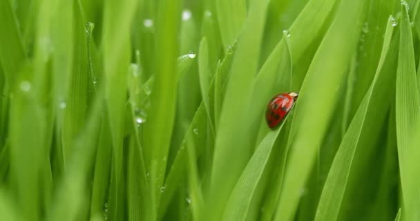 Winziger Roter Marienkäfer Oder Marienkäfer Versteckt Sich Grünen Gras — Stockvideo