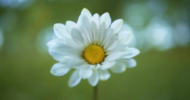 Single white daisy in soft focus swaying in the breeze.