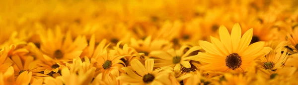 Bright Warm Yellow Summer Flowers — Stock Photo, Image