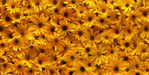 Background Bright Yellow Summer Flowers Full Flowers Wallpaper Background — Stock Photo, Image