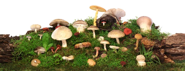 Panorama Several Kinds Colorful Mushrooms Fungus Green Mossy Log Isolated — ストック写真