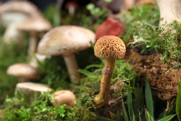 几种色彩艳丽的蘑菇和绿色苔藓原木上的真菌 — 图库照片