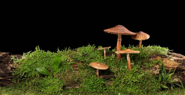 湿湿潮湿的绿色苔藓原木上的几种褐色蘑菇的全景 被隔离在黑暗中 — 图库照片