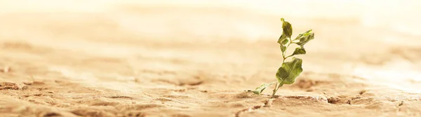 Planta Murcha Morrendo Solo Seco Rachado Deserto Conceito Exibindo Aquecimento — Fotografia de Stock