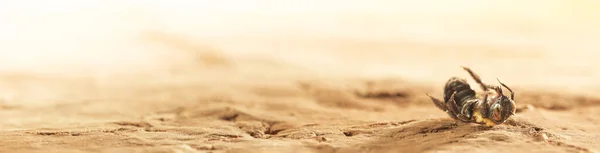 Solo Seco Deserto Com Uma Única Abelha Morta Conceito Mostrando — Fotografia de Stock