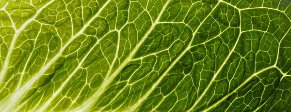 Backlit Close Surface Green Leaf Texture Showing Detailed Veins Nature — стоковое фото