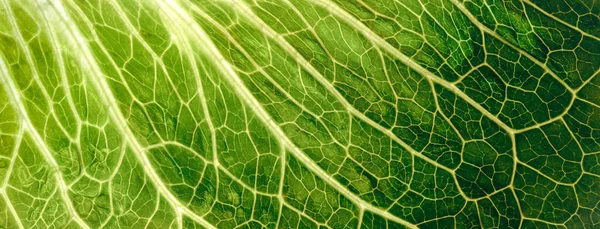 Backlit Perto Superfície Uma Textura Folha Verde Mostrando Veias Detalhadas — Fotografia de Stock