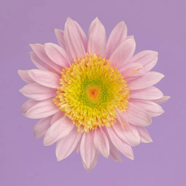 Single Blooming Flower Soft Pastel Pink Purple Colors — Stock Fotó