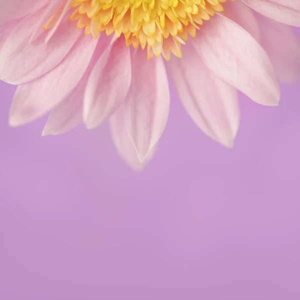 Single Blooming Flower Soft Pastel Pink Purple Colors —  Fotos de Stock