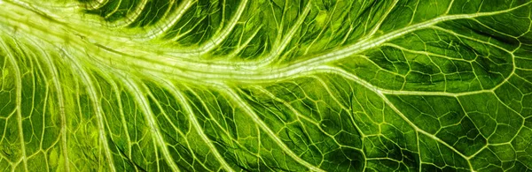 Podsvícený Zblízka Povrchu Zelené Listové Textury Detailními Žilami Příroda Nebo — Stock fotografie