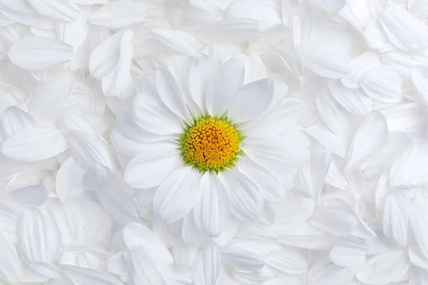 Fundo Simples Pétalas Flor Branca Macia Com Uma Única Margarida — Fotografia de Stock