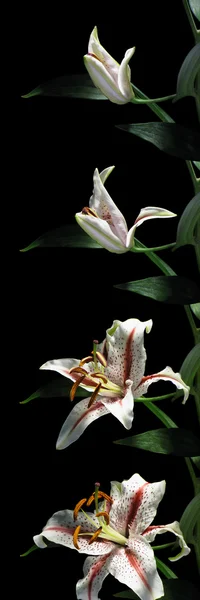 Lily time-lapse serien — Stockfoto