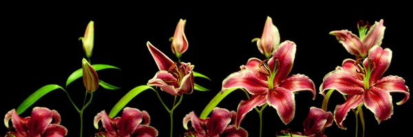 Lily time-lapse serien — Stockfoto