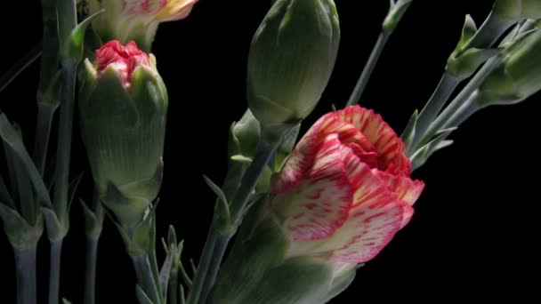 Time-Lapse orange carnation — Video