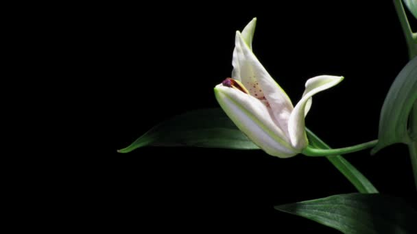 White Lily Time-lapse — Stock Video