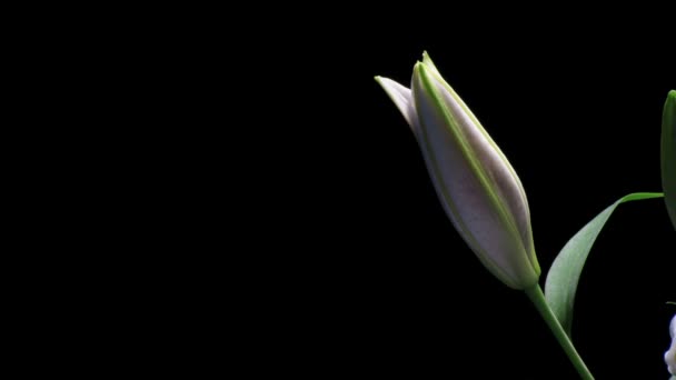 time-lapse bílá lilie