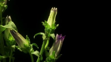 Bellflower hızlandırılmış