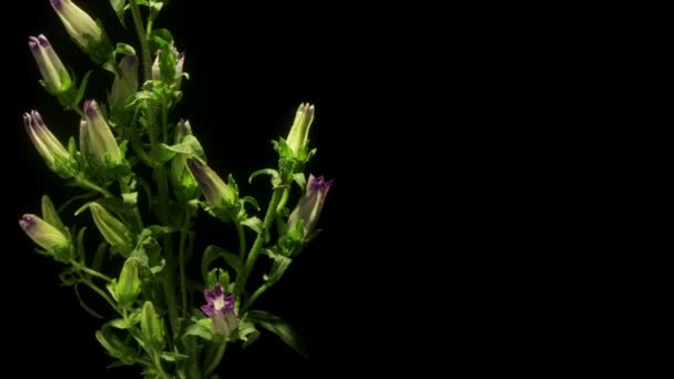 Bellflower Time-lapse — Stock video