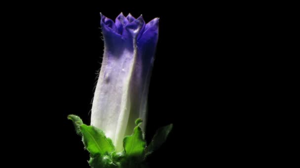 Bellflower Time-lapse — Wideo stockowe