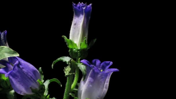 Time-lapse de Bellflower — Vídeos de Stock