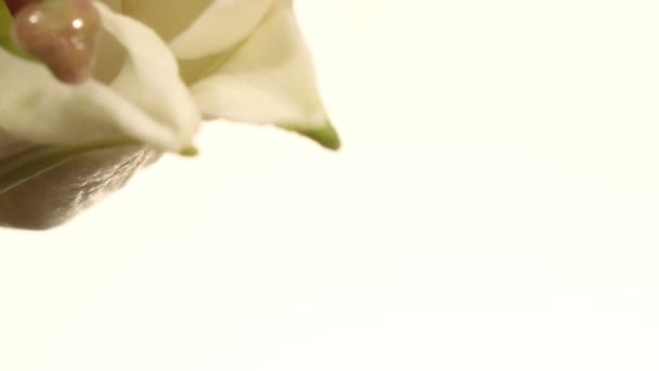 Белая лилия — стоковое видео