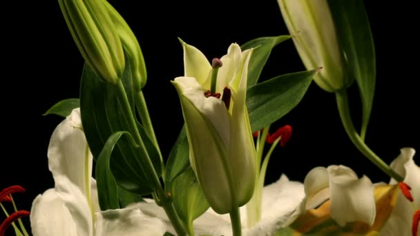 Biała lilia timelapse — Wideo stockowe