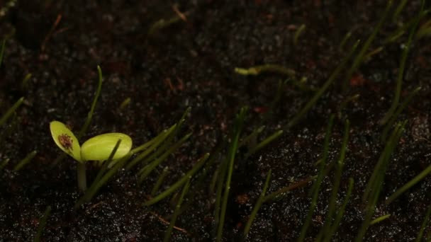 Sementes Timelapse — Vídeo de Stock