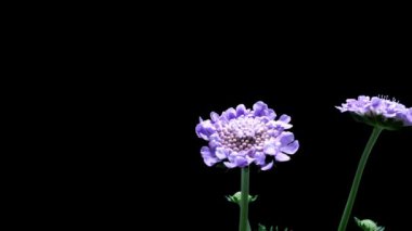 iğnelik çiçek timelapse