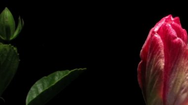 Hibiscus çiçek timelapse
