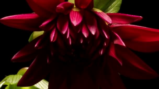 Fleur de dahlia Timelapse — Video