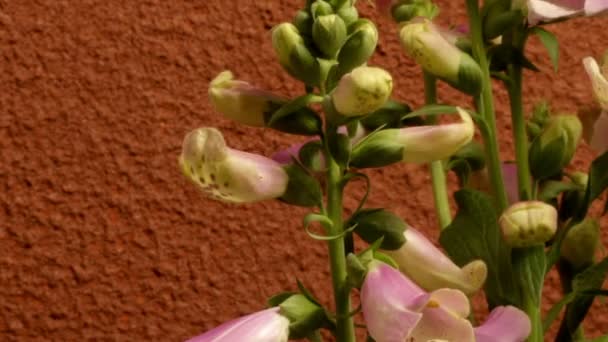 Fingerhut-Blume im Zeitraffer — Stockvideo