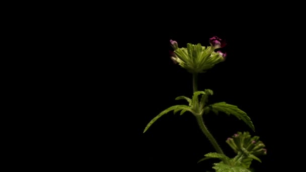 Timelapse μωβ λουλούδι — Αρχείο Βίντεο