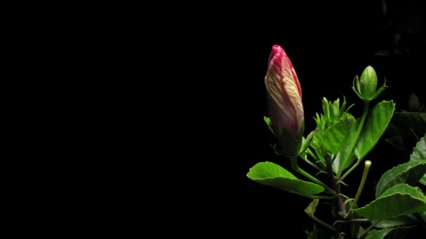 Хронология цветения гибискуса — стоковое видео