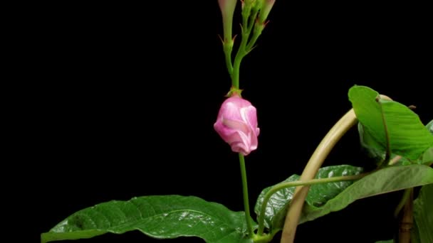 Mandevilla timelapse λουλούδι — Αρχείο Βίντεο