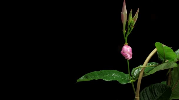 Mandevilla květina timelapse — Stock video