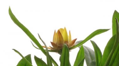 Strawflower Timelapse