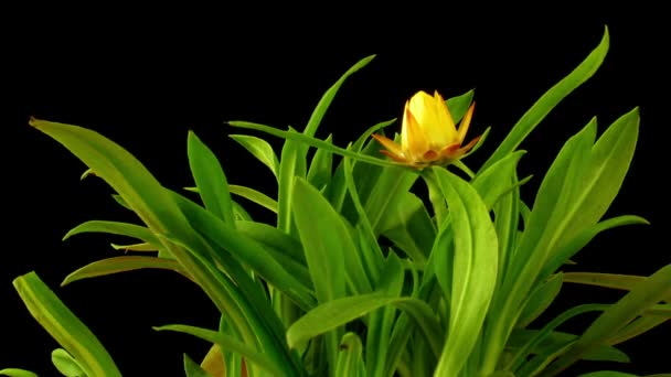 Strawflower Timelapse — Stock video