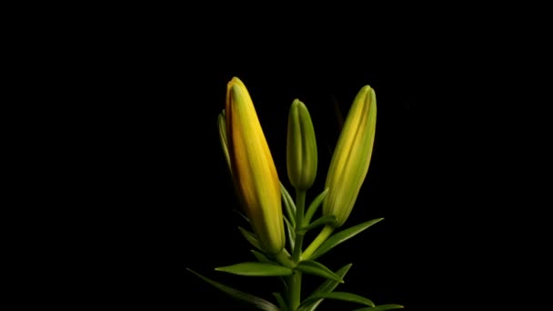 Amarelo Asiático Lily florescendo Timelapse — Vídeo de Stock