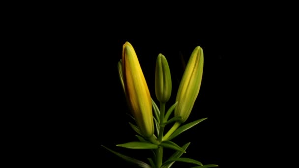 Amarillo asiático Lily Blooming Timelapse — Vídeos de Stock