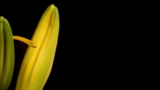 Amarillo asiático Lily Blooming Timelapse — Vídeo de stock