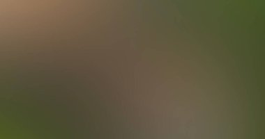 parlak modaya uygun arka plan, açık yeşil ana hat farklı pastel bej tonu, moda çıplak renk gradyan bulanık arkaplan