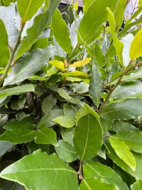 Yapraklar ve taç doğa yaz bitkileri