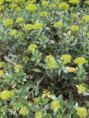 Yapraklar ve taç doğa yaz bitkileri