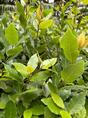 Yapraklar ve taç doğa yaz bitkileri