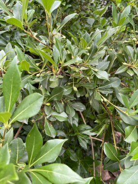 Yapraklar ve taç doğa yaz bitkileri