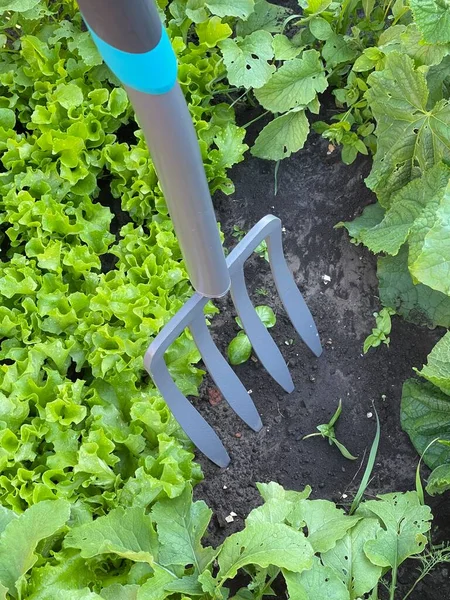 Rastrillo Hierro Herramienta Para Trabajar Jardín Tridente Horquilla Jardín — Foto de Stock