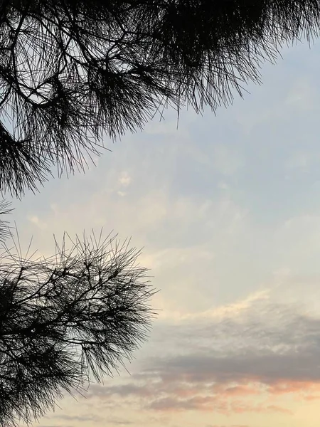 Красивый Многоцветный Закат Трава Рассвет Природной Красоты Неба — стоковое фото